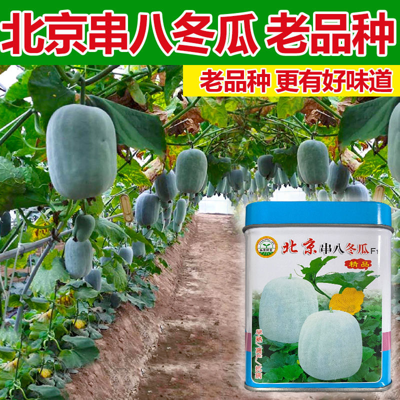 北京串八冬瓜种子早熟抗病单瓜2公斤左右肉厚耐贮运