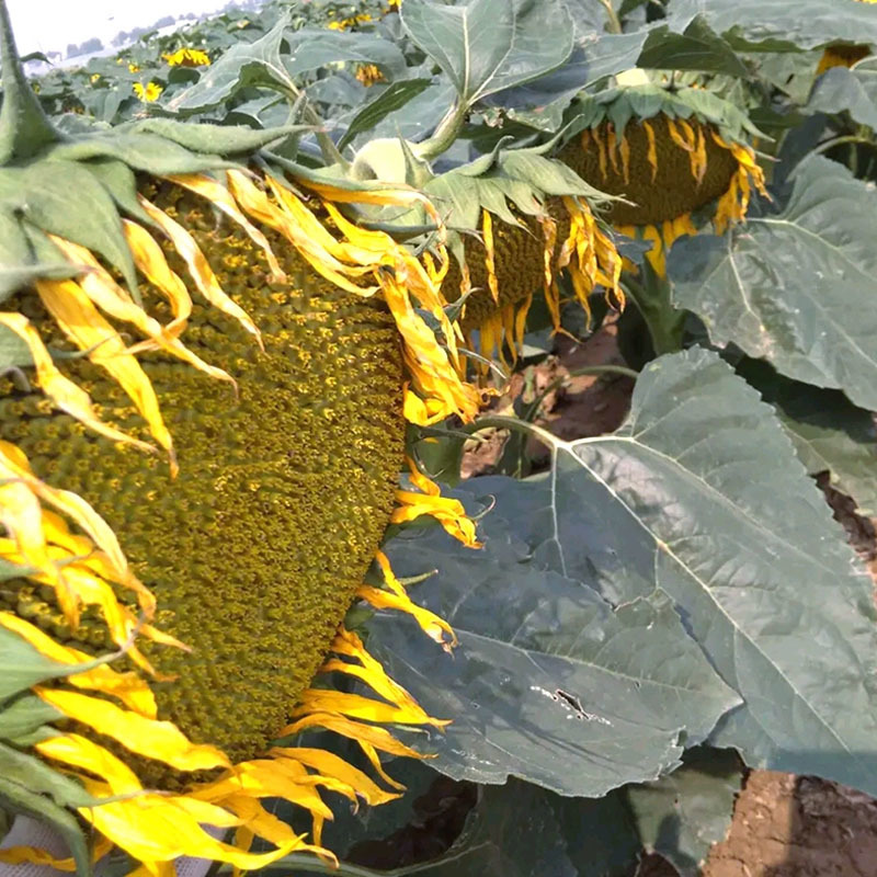 葵花种子高端向日葵种孑TY007长粒香生吃瓜子矮大头