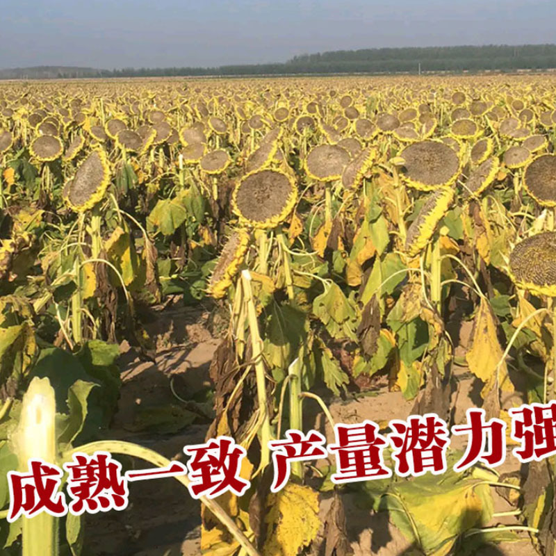 葵花种子高端向日葵种孑TY007长粒香生吃瓜子矮大头