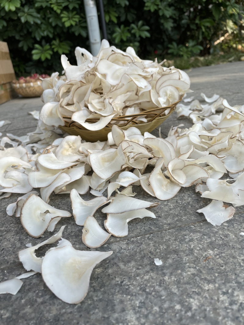 海底椰片可零售可批发批发价更优欢迎电联