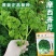 摩西香芹种子意大利欧芹种子洋香菜小香芹种子