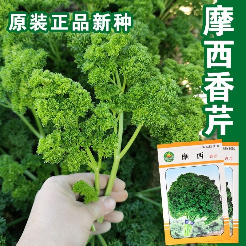摩西香芹种子意大利欧芹种子洋香菜小香芹种子