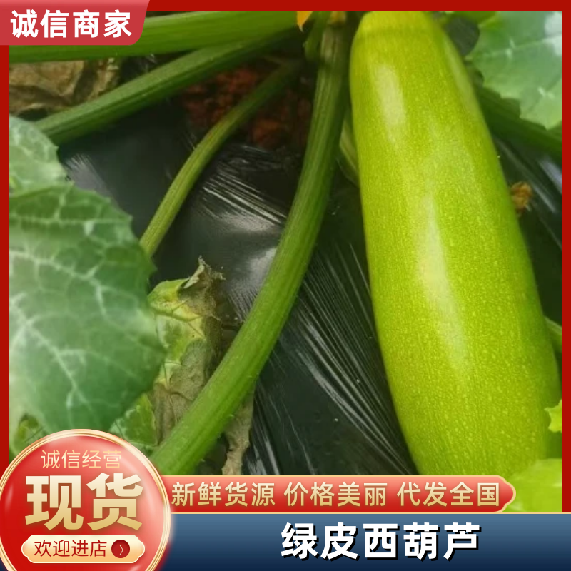 山东聊城/绿皮西葫芦/大量上市产地直发/市场商超社区