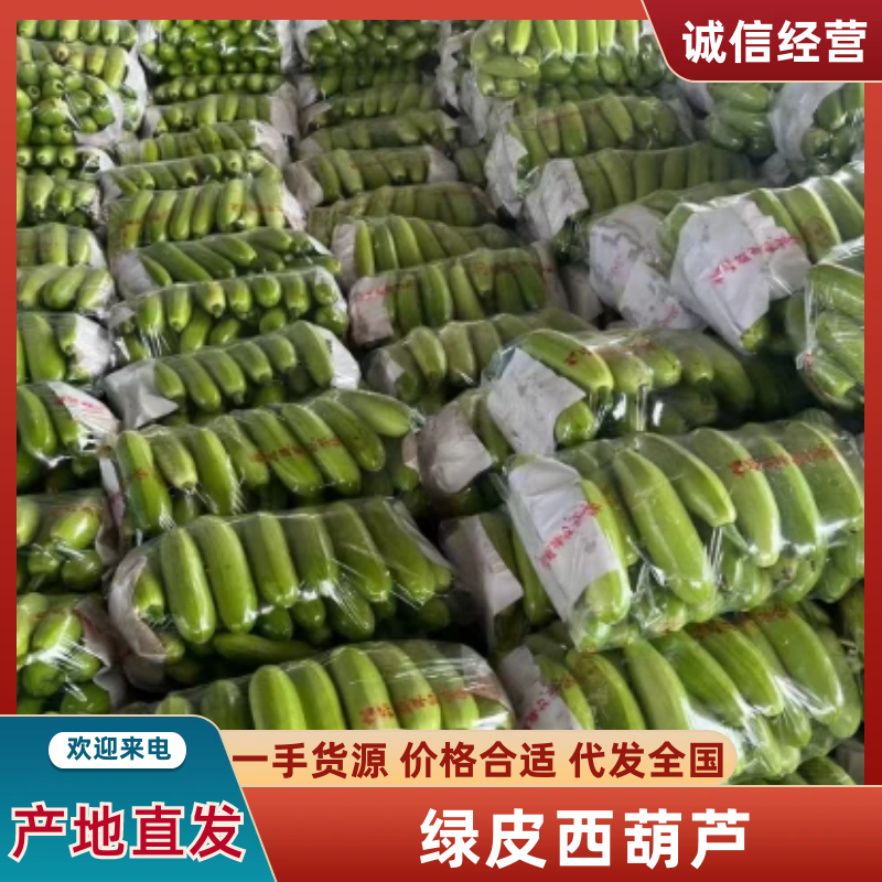 聊城西葫芦大量供货产地发货电商品质欢迎电话订货产地看货