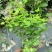 横县重辦茉莉花独杆老桩苗