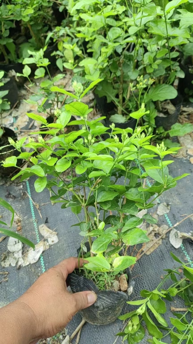 横县重辦茉莉花独杆老桩苗