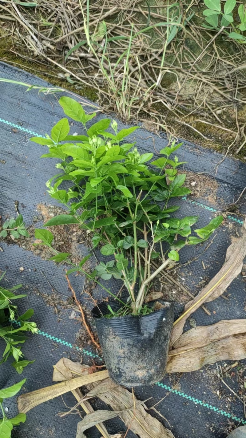 横县重辦茉莉花独杆老桩苗