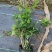 横县重辦茉莉花独杆老桩苗
