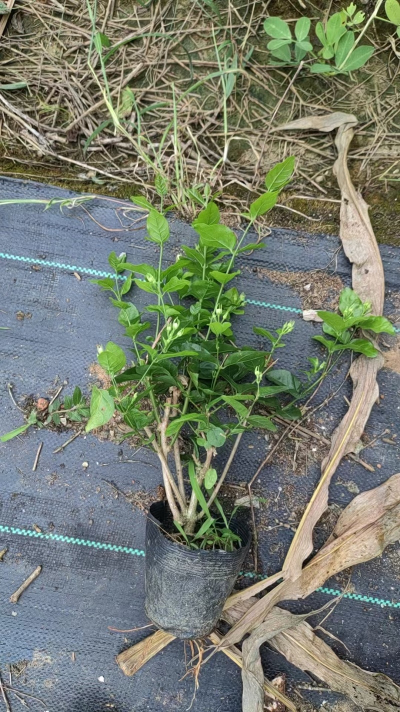 横县重辦茉莉花独杆老桩苗