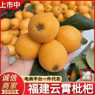 《产地批发》云霄枇杷现摘现发对接批发~商超~电商平台