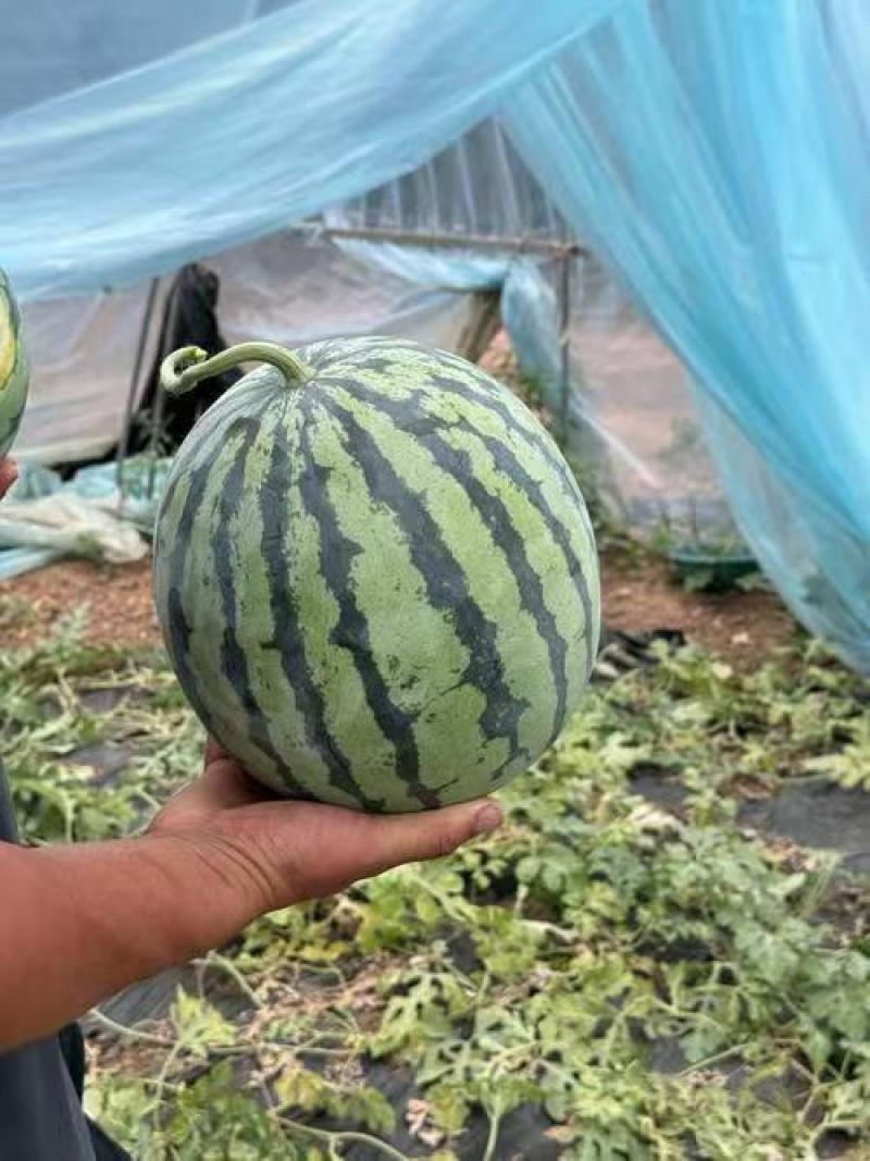 河南盐城美都西瓜保质保量可视频看货按需包