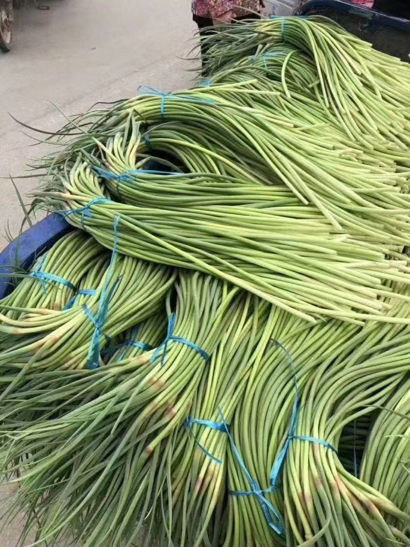 山东精品蒜苔大量供货品质保证对接全国市场商超社区团购