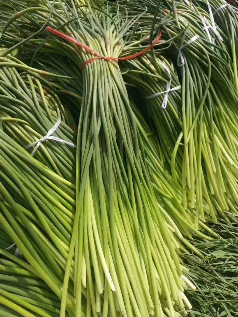 山东精品蒜苔大量供货品质保证对接全国市场商超社区团购