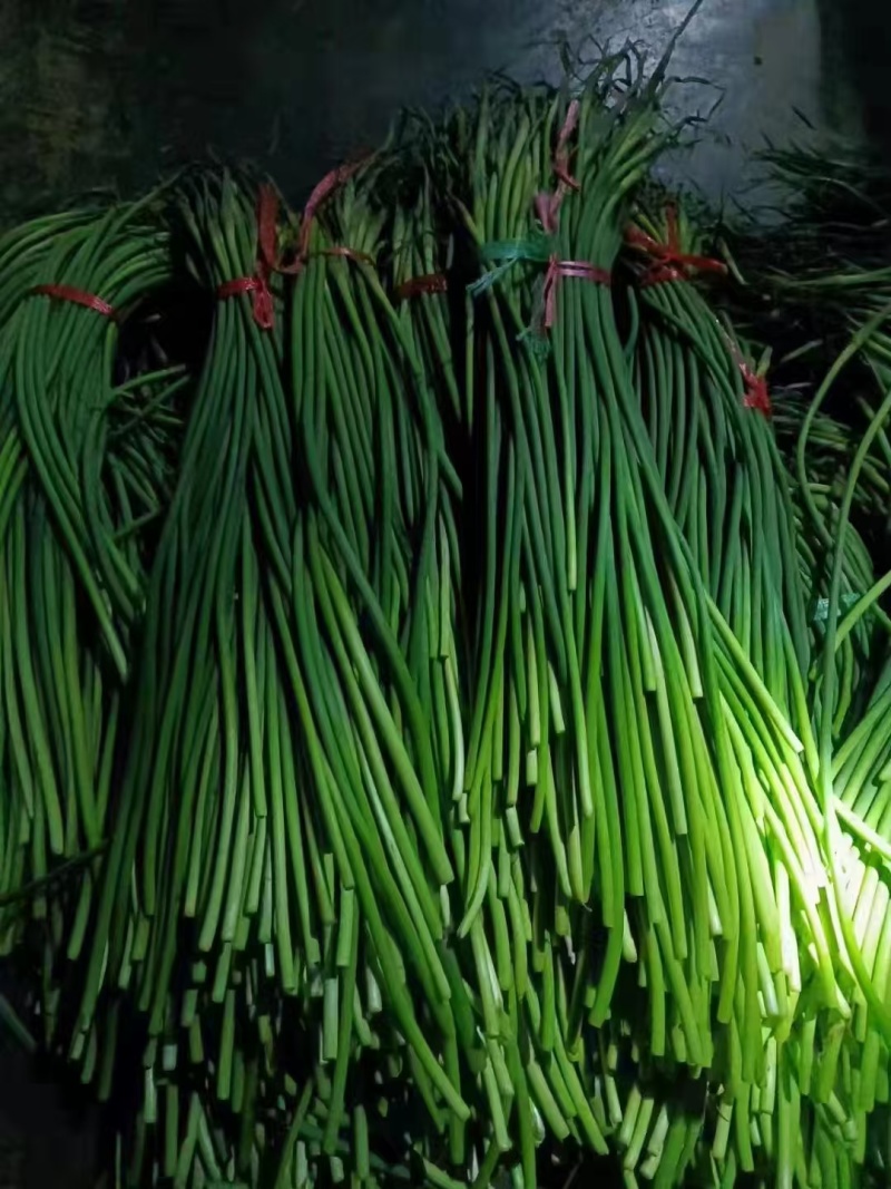 山东精品蒜苔大量供货品质保证对接全国市场商超社区团购