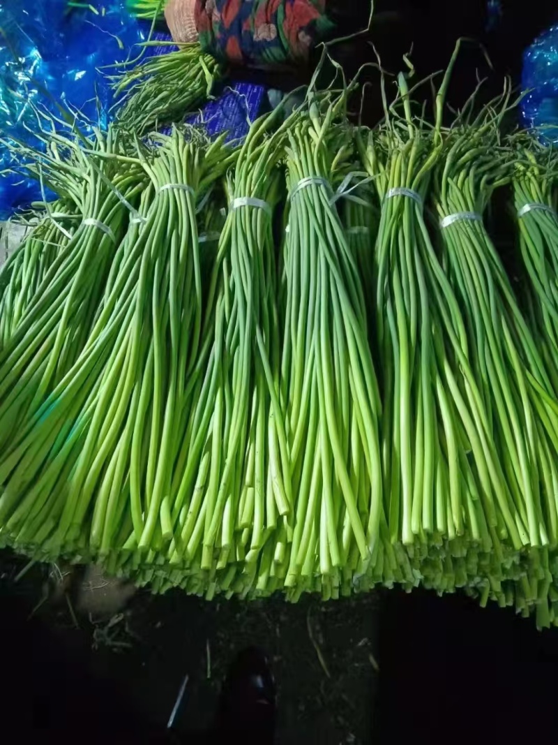 山东精品蒜苔大量供货品质保证对接全国市场商超社区团购