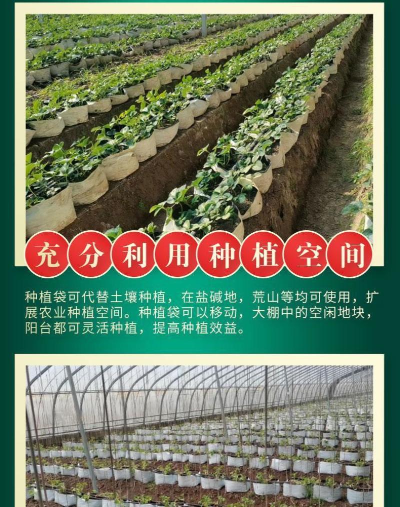 种植袋付老师团队无土栽培专用果蔬菜通用聚丙烯塑料种植袋