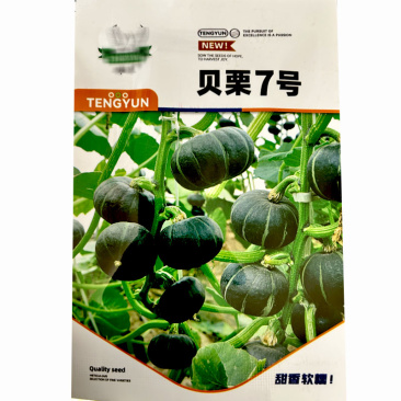 贝栗7号南瓜种子迷你小贝贝南瓜种子早熟易座果粉质细基地