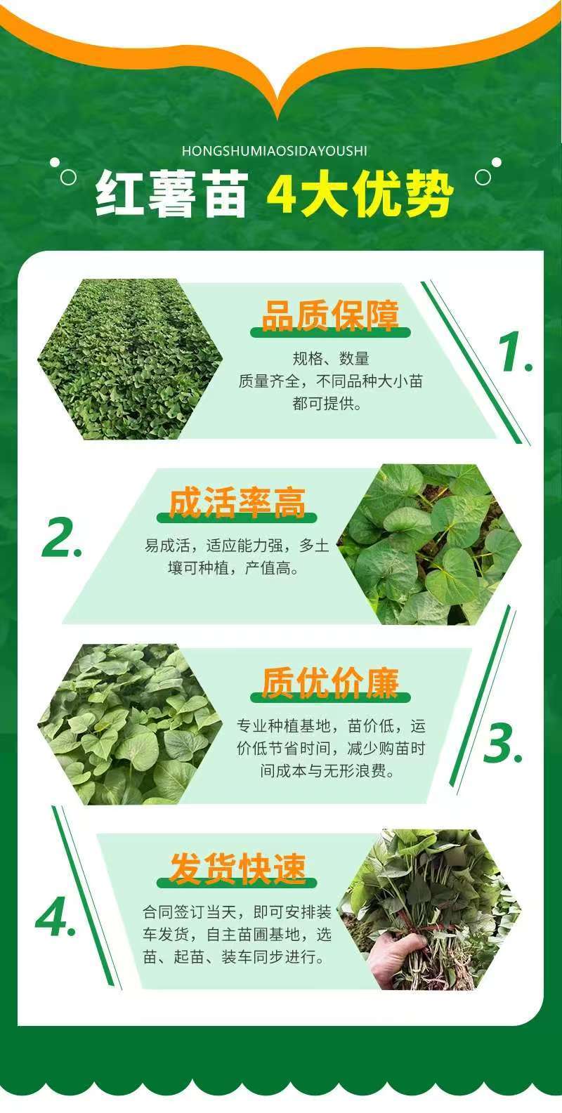 【推荐】精品红薯苗西瓜红红薯苗产地直发品质保障可看货