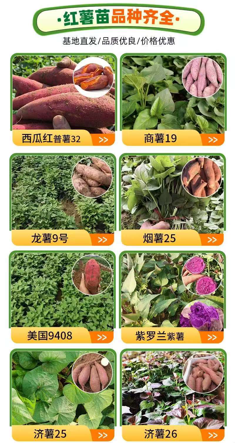 【推荐】精品红薯苗西瓜红红薯苗产地直发品质保障可看货