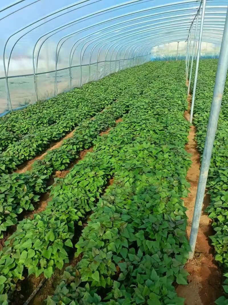 【推荐】精品红薯苗西瓜红红薯苗产地直发品质保障可看货
