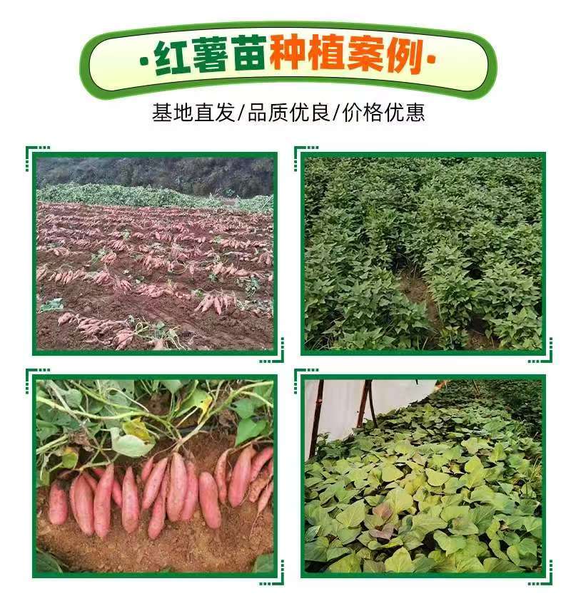 【推荐】精品红薯苗西瓜红红薯苗产地直发品质保障可看货