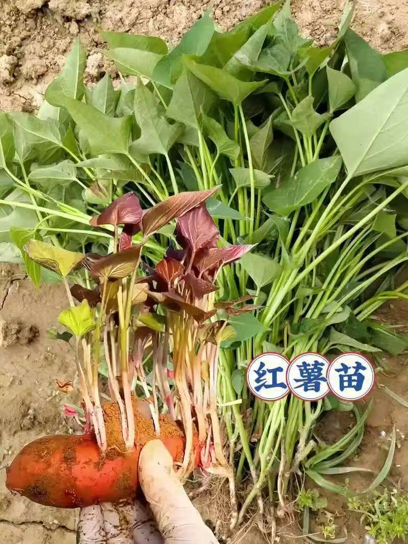【推荐】精品红薯苗西瓜红红薯苗产地直发品质保障可看货
