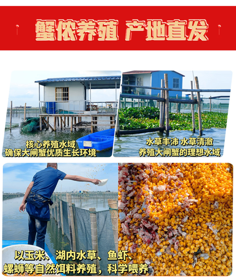 样品专属苏霸王阳澄湖大闸蟹25年新品上市批发团购一件代发