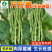万斤青无筋架豆-豇豆种子抗热肉厚脆嫩生长旺盛