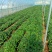 【推荐】精品烟薯苗红薯苗代发全国可视频看货品种保障欢迎