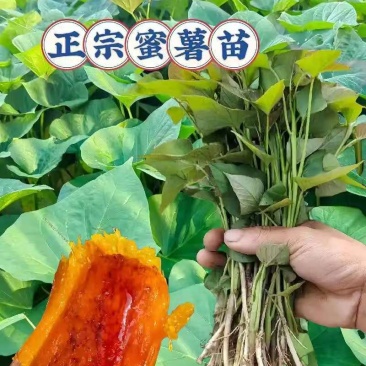 【推荐】精品烟薯苗红薯苗代发全国可视频看货品种保障欢迎