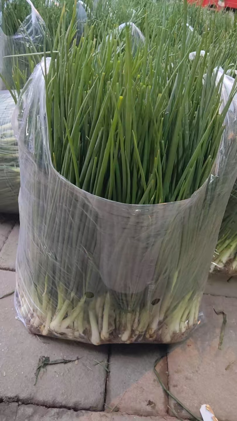 精品小葱大量上市四川基地直供质量保证一手货源全国发货
