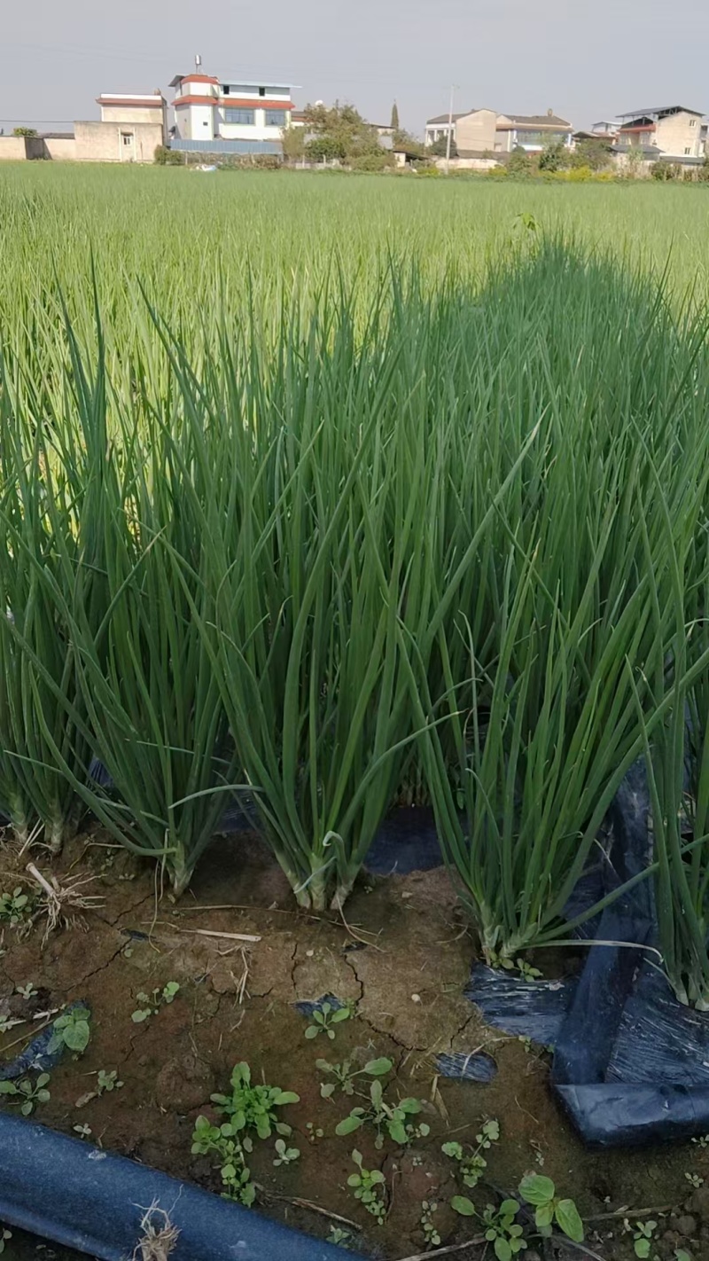 精品小葱大量上市四川基地直供质量保证一手货源全国发货