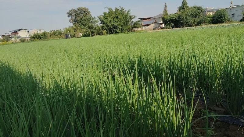 精品小葱大量上市四川基地直供质量保证一手货源全国发货
