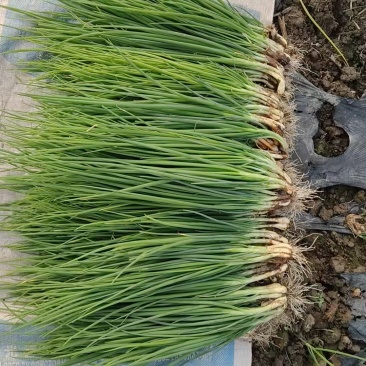 精品小葱大量上市四川基地直供质量保证一手货源全国发货