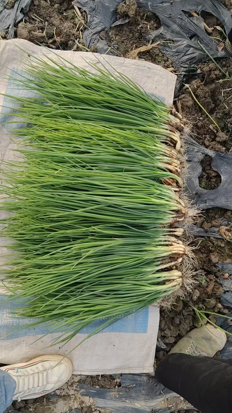 精品小葱大量上市四川基地直供质量保证一手货源全国发货