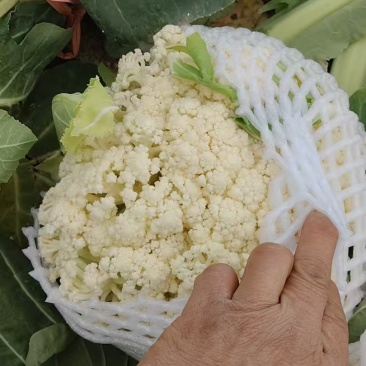 【精品松花菜】四川金堂基地直供质量上乘对接市场商超