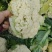 【精品松花菜】四川金堂基地直供质量上乘对接市场商超