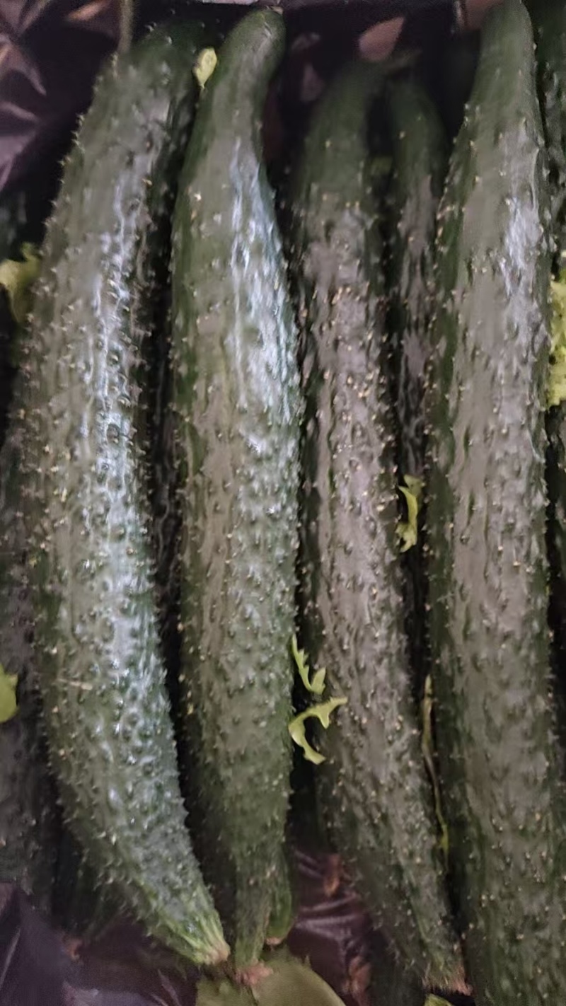 黄瓜产地直供大量有货