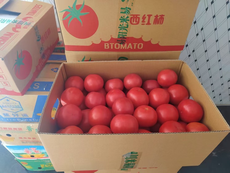 西红柿产地供应大量有货