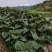 3号白紫苏半面红白苏干货机压包(40x60x80
