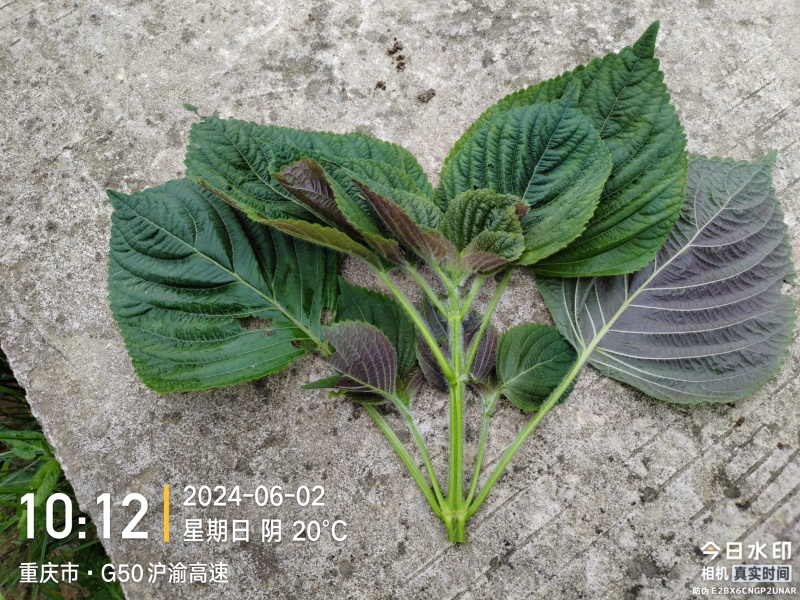 3号白紫苏半面红白苏干货机压包（40x60x80