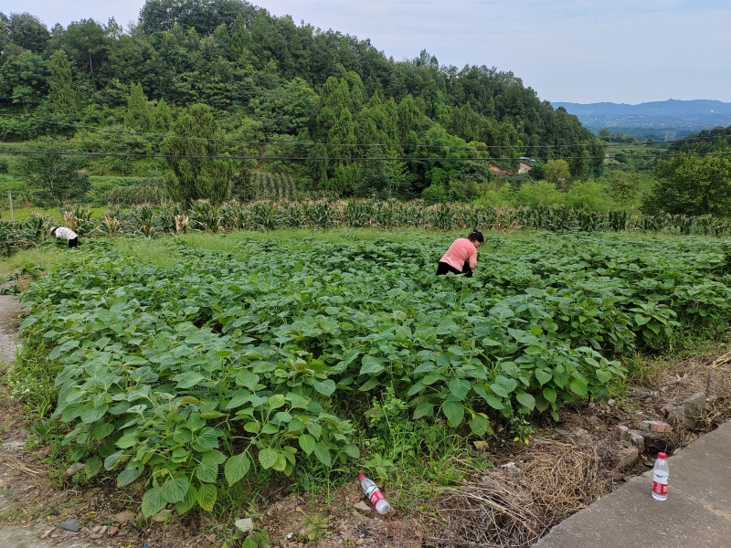 3号白紫苏半面红白苏干货机压包（40x60x80