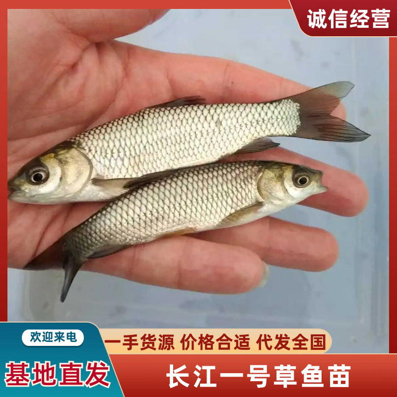 《推荐》长江一号草鱼苗四川鱼苗鱼场发货包运输下塘