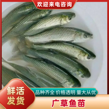 重庆草鱼苗鱼场大量批发包送货提供技术指导包下塘