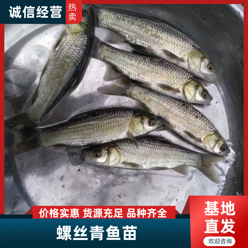 青鱼苗热销重庆青鱼苗包运输包消毒下塘提供养殖技术