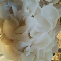 精品木耳玉木耳口感脆嫩产地直发货量充足供应全国