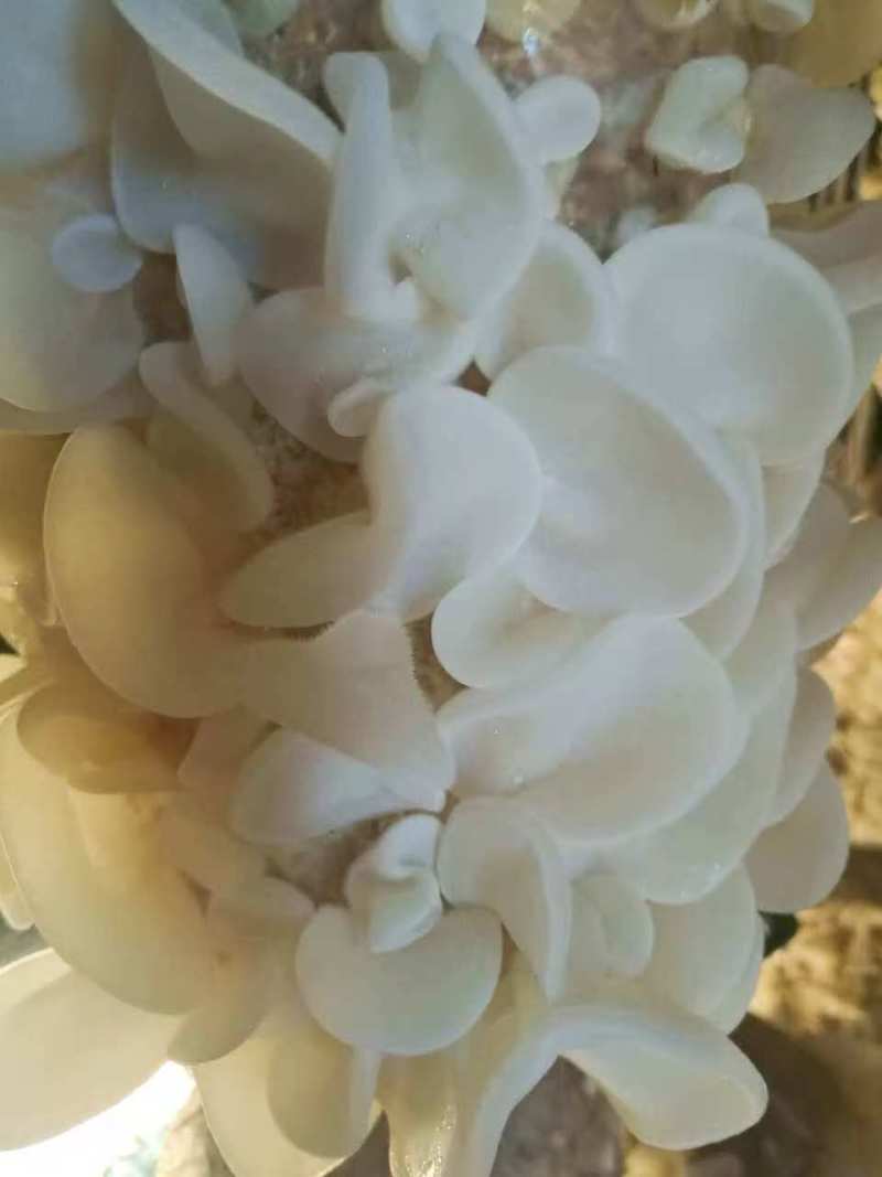 精品木耳玉木耳口感脆嫩产地直发货量充足供应全国
