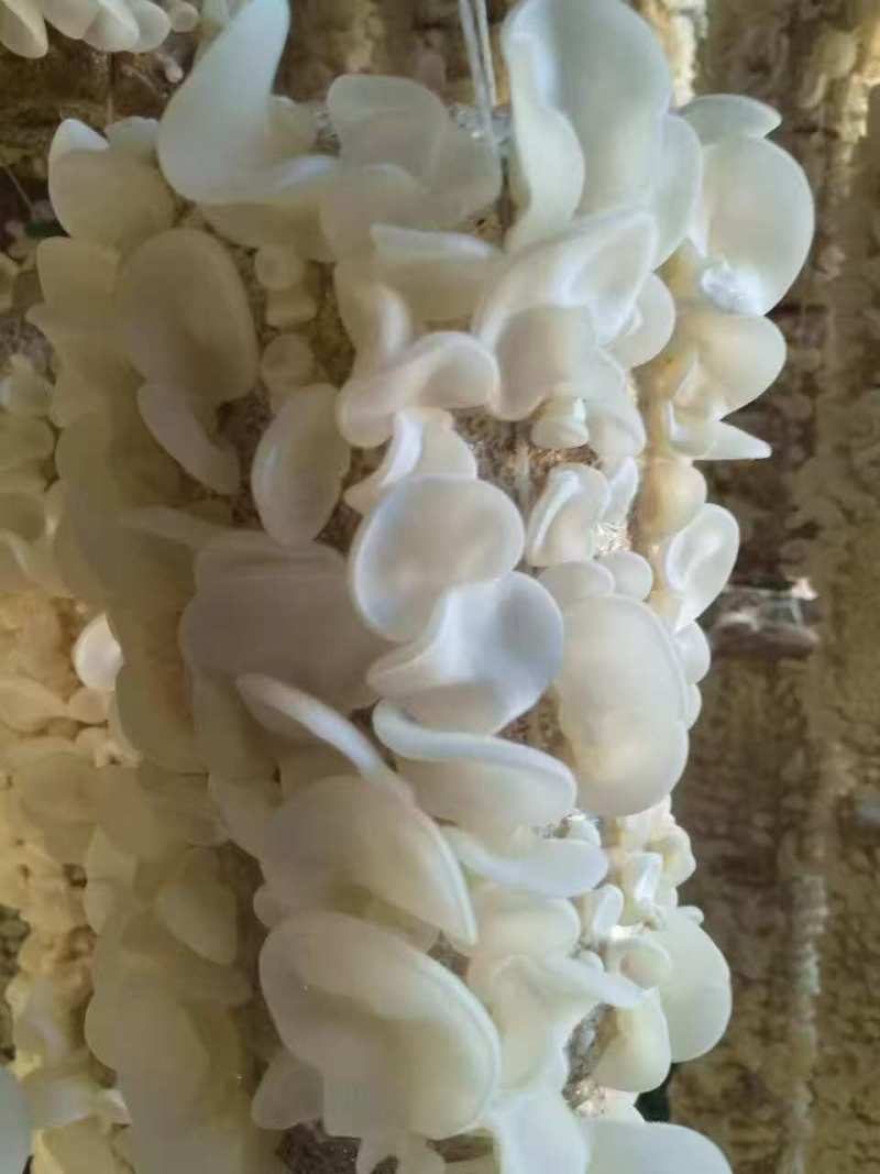 精品木耳玉木耳口感脆嫩产地直发货量充足供应全国