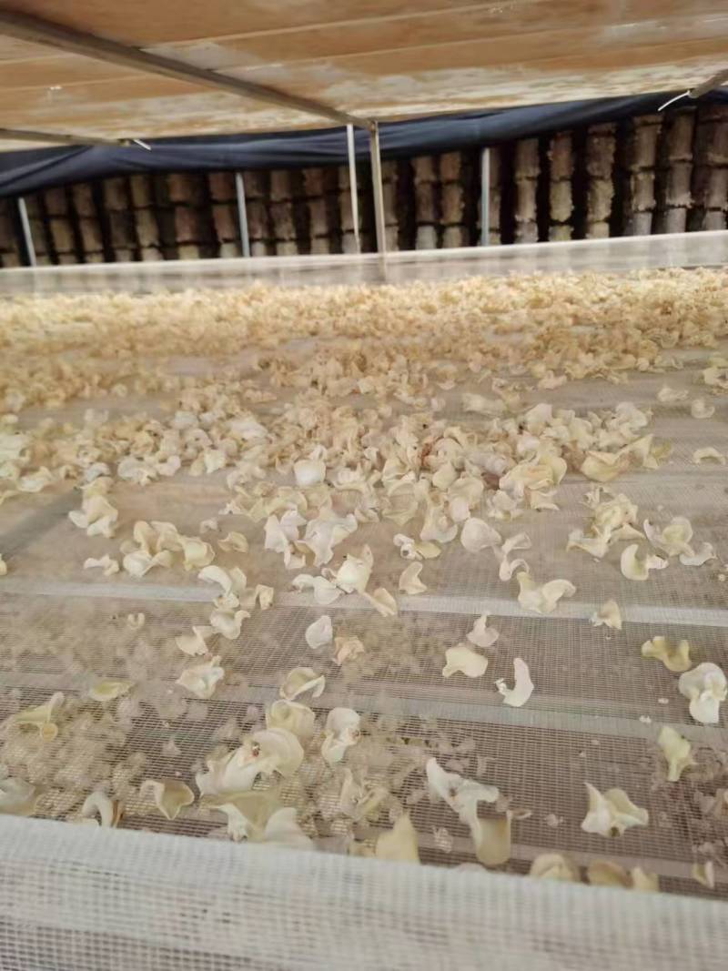 精品木耳玉木耳口感脆嫩产地直发货量充足供应全国