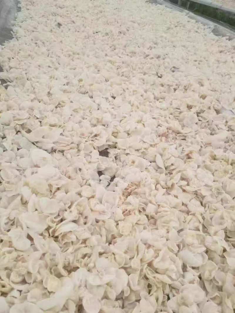 精品木耳玉木耳口感脆嫩产地直发货量充足供应全国